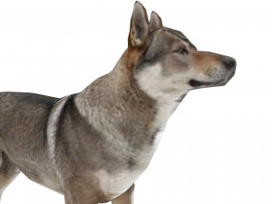 Eurasia Wolf 3D Model