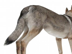 Eurasia Wolf 3D Model