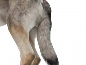 Eurasia Wolf 3D Model