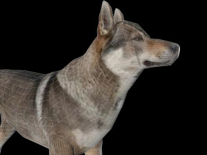 Eurasia Wolf 3D Model