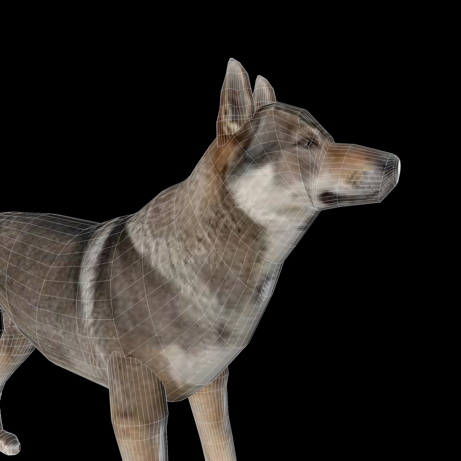 Wolf models. Модель волка. Волк Евразии. Wolf 3d model. Волк 3д модель с освещением.