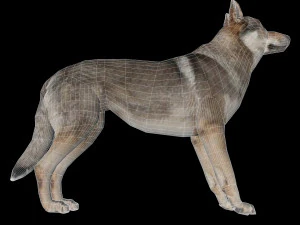 Eurasia Wolf 3D Model