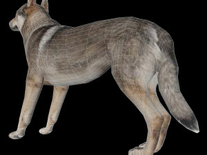 Eurasia Wolf 3D Model
