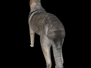 Eurasia Wolf 3D Model