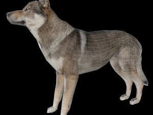 Eurasia Wolf 3D Model
