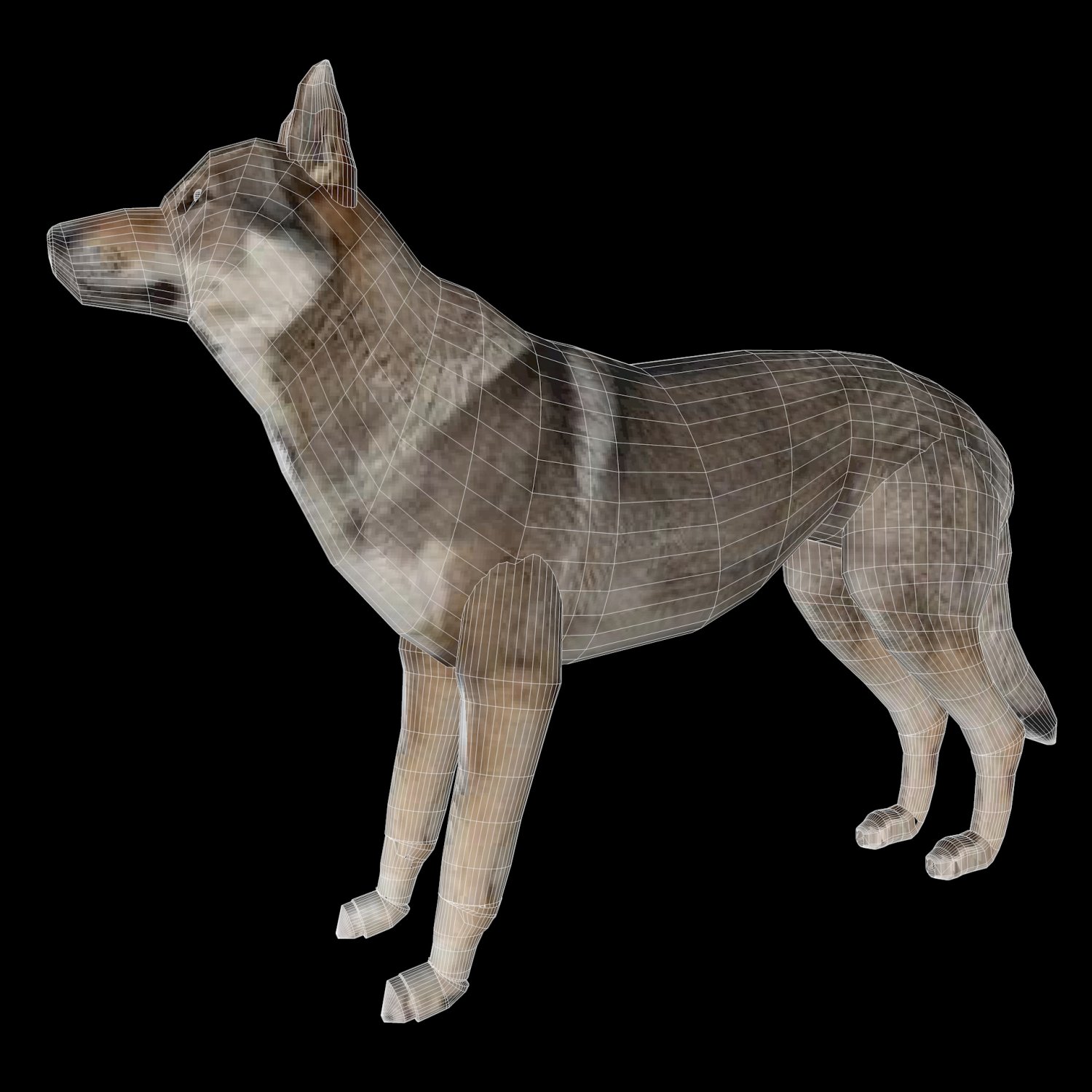 Wolf models. Модель волка. Волк 3d модель. Модель волка МЧС. Звуковая модель волк.