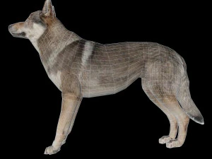 Eurasia Wolf 3D Model