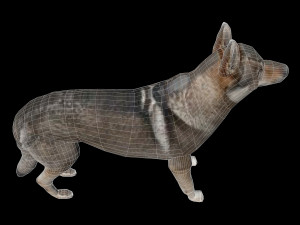 Eurasia Wolf 3D Model