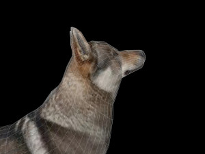 Eurasia Wolf 3D Model