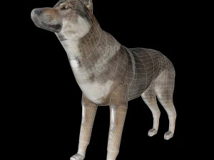Eurasia Wolf 3D Model