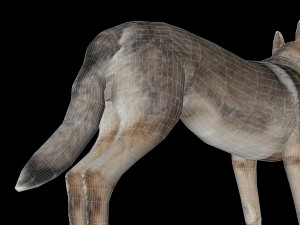 Eurasia Wolf 3D Model