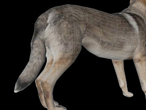 Eurasia Wolf 3D Model