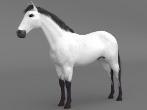 White Horse 4K 3D 모델