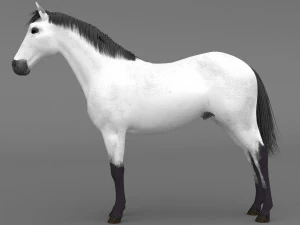 White Horse 3D Model