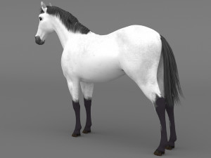 White Horse 4K 3D Модель