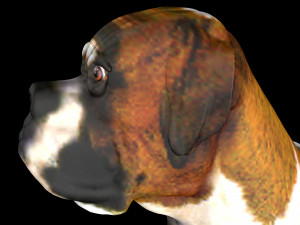 Dog Wheelchair 8K 3D Модель