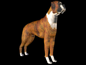 Dog Wheelchair 8K 3D Модель
