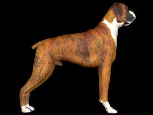 Dog Wheelchair 8K 3D Модель