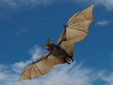 Little Brown Bat 8K 3Dモデル