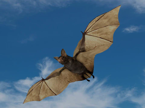 Little Brown Bat 3D Model
