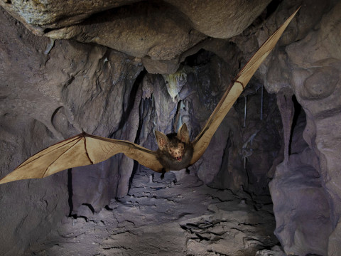 Little Brown Bat 8K 3Dモデル
