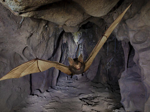 Little Brown Bat 3D Model