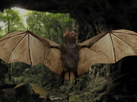 Little Brown Bat 8K 3Dモデル