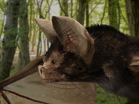 Little Brown Bat 8K 3Dモデル