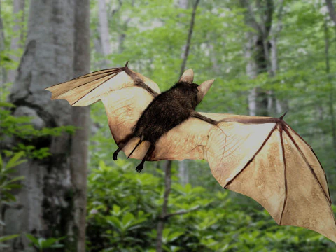 Little Brown Bat 3D Model