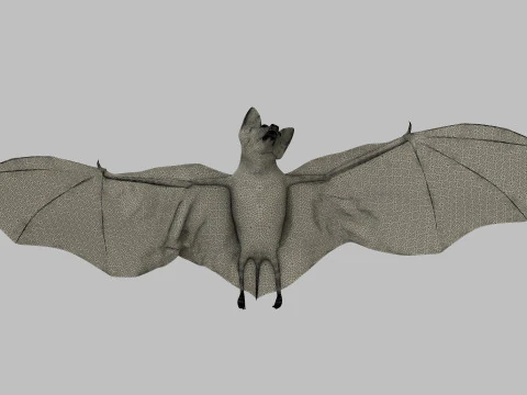 Little Brown Bat 3D Model