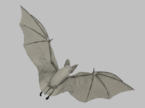 Little Brown Bat 8K 3Dモデル
