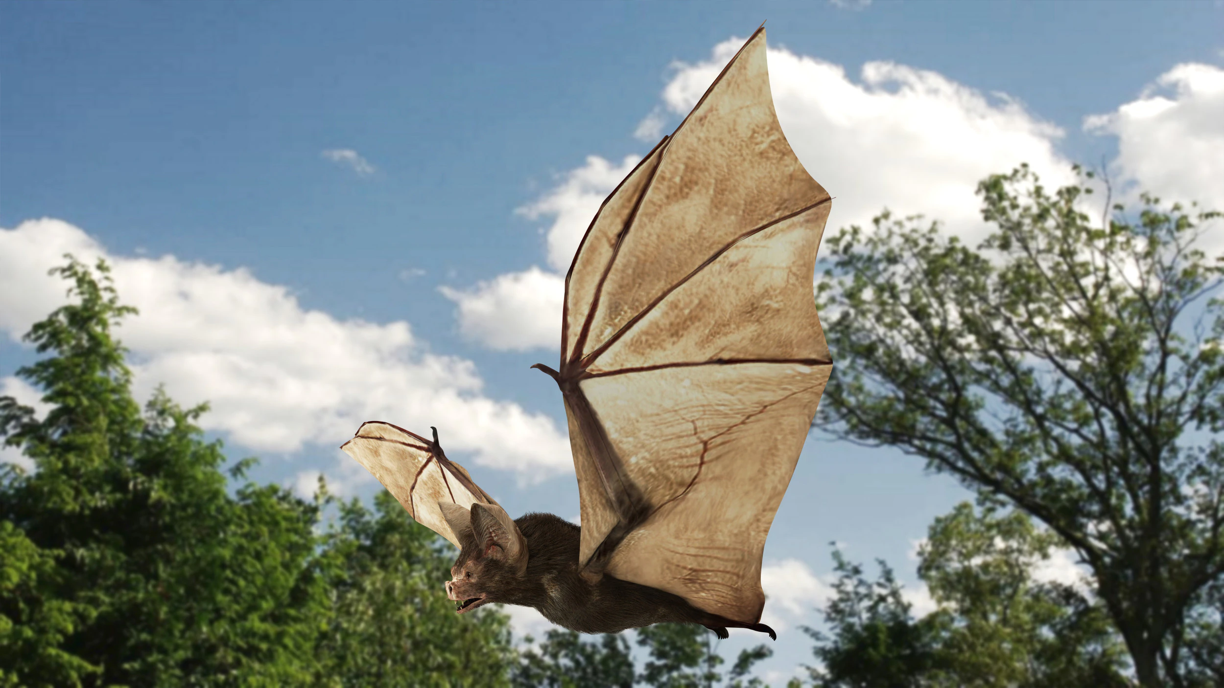 Little Brown Bat 3D Model .c4d .max .obj .3ds .fbx .stl .blend
