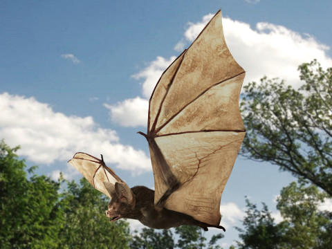 Little Brown Bat 8K 3D मॉडल