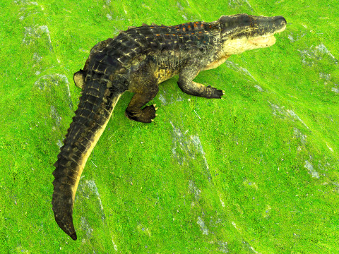 Crocodile 8K 3D Model