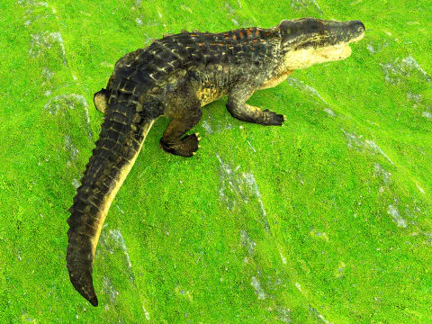 Crocodile 3D Model