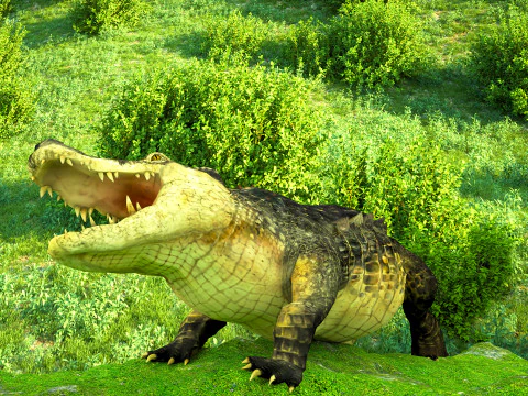 Crocodile 3D Model