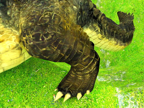 Crocodile 8K 3D Model