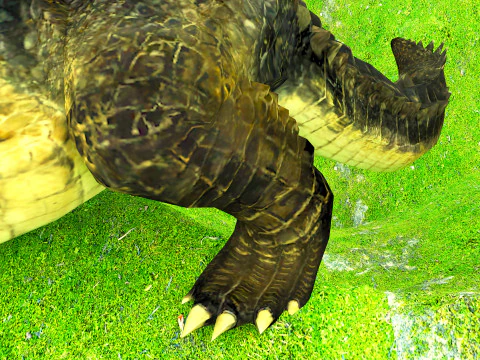 Crocodile 3D Model
