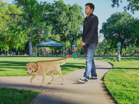 Mate ile yürümek 3D Model