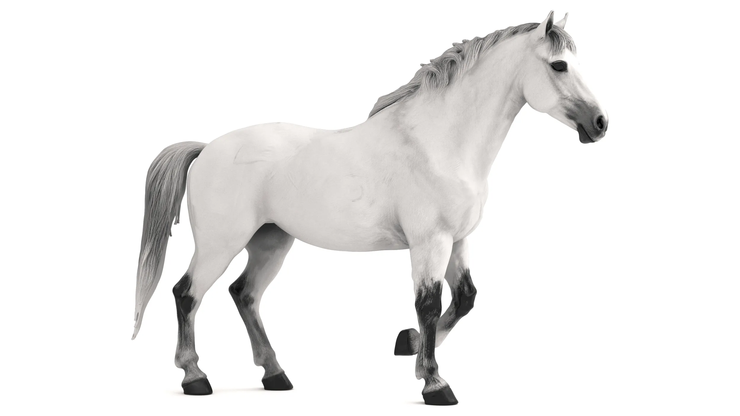 Arabian Horse 3D Model .c4d .max .obj .3ds .fbx .stl .blend 