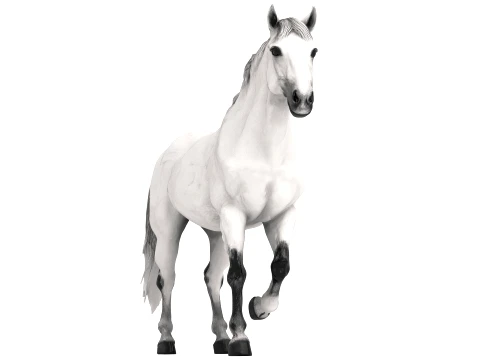 Arabian Horse 3D Model