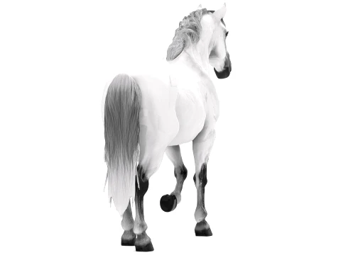 Arabian Horse 3D Model