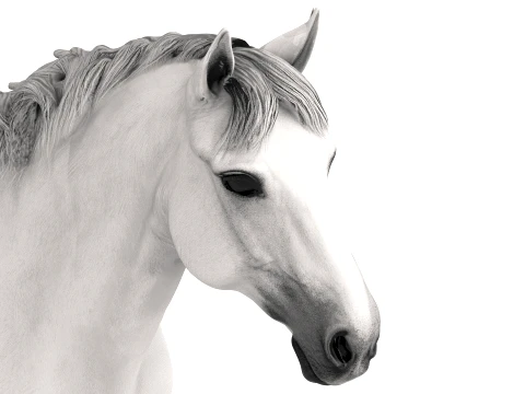 Arabian Horse 3D Model