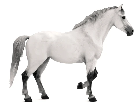 Arabian Horse 3D Model