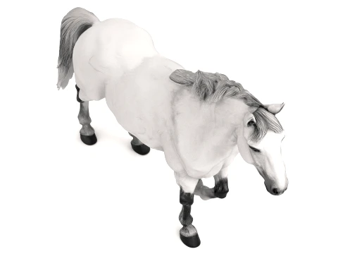 Arabian Horse 3D Model