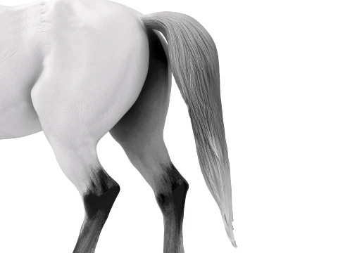 Arabian Horse 3D Model