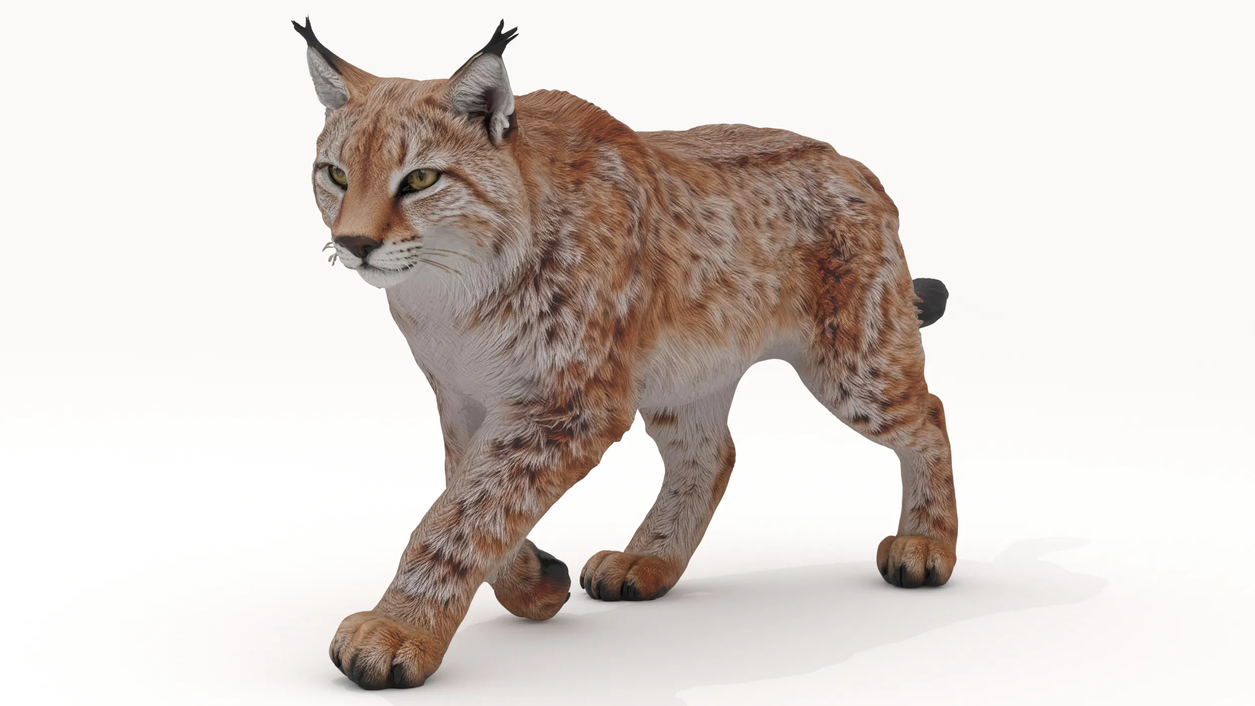 Lynx 3D Model .c4d .max .obj .3ds .fbx .stl .blend 