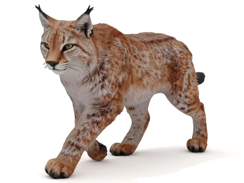 Luchs 3D Modell