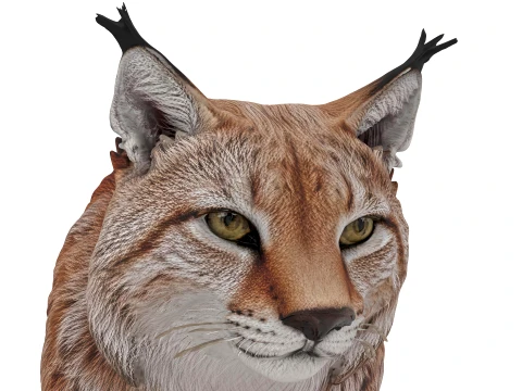 Lynx 3D Model