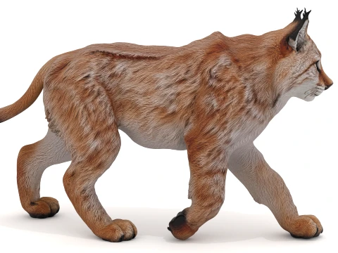 Lynx 3D Model
